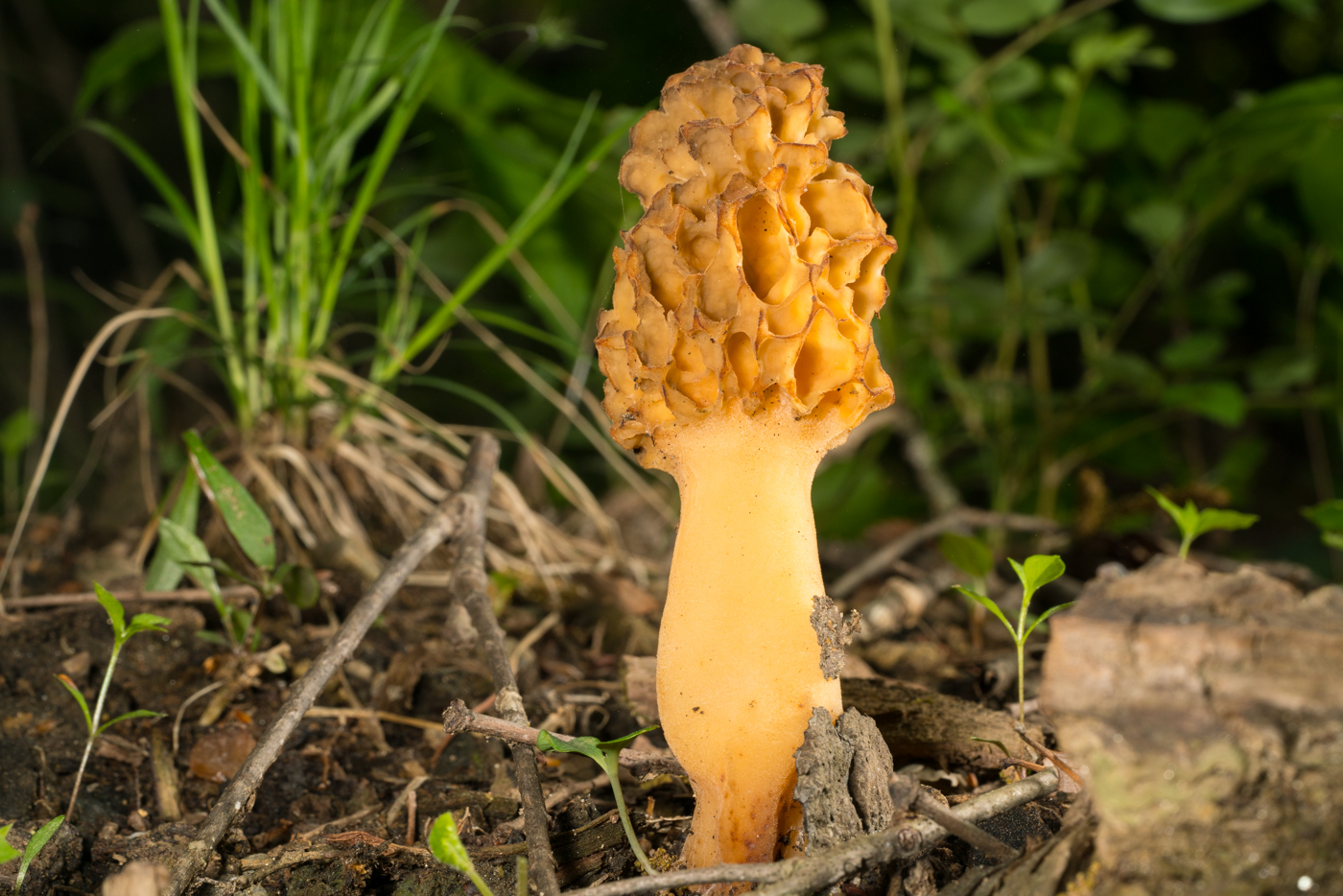 YDY07053.jpg