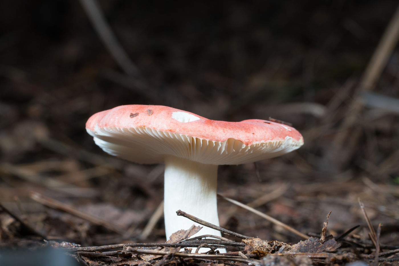 967e2fcfc21cbc581a1805b7b007166a.jpg