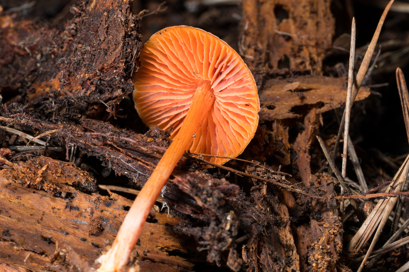 YDY04886.jpg