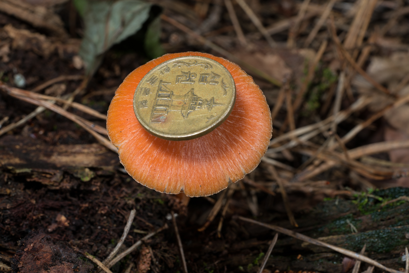 YDY04887.jpg
