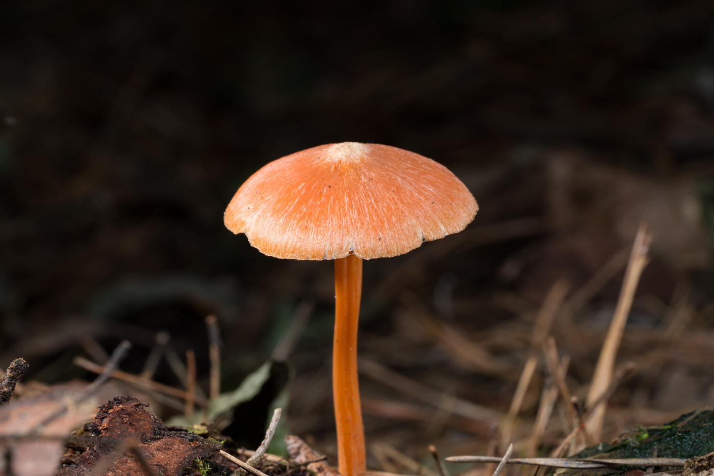 YDY04877.jpg