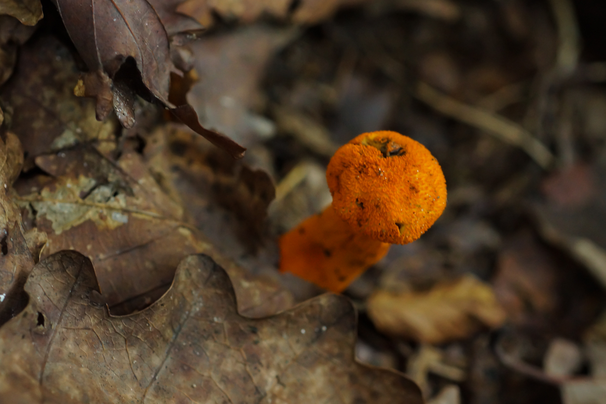 DSC00537.jpg