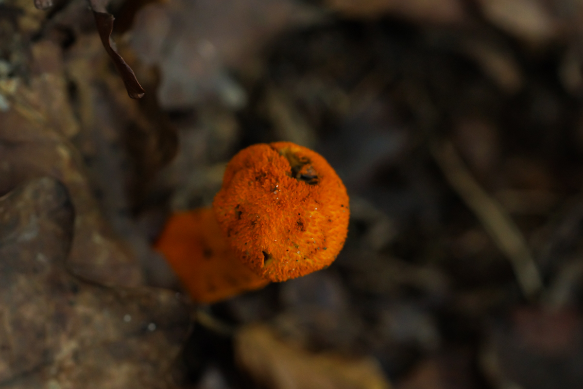 DSC00538.jpg