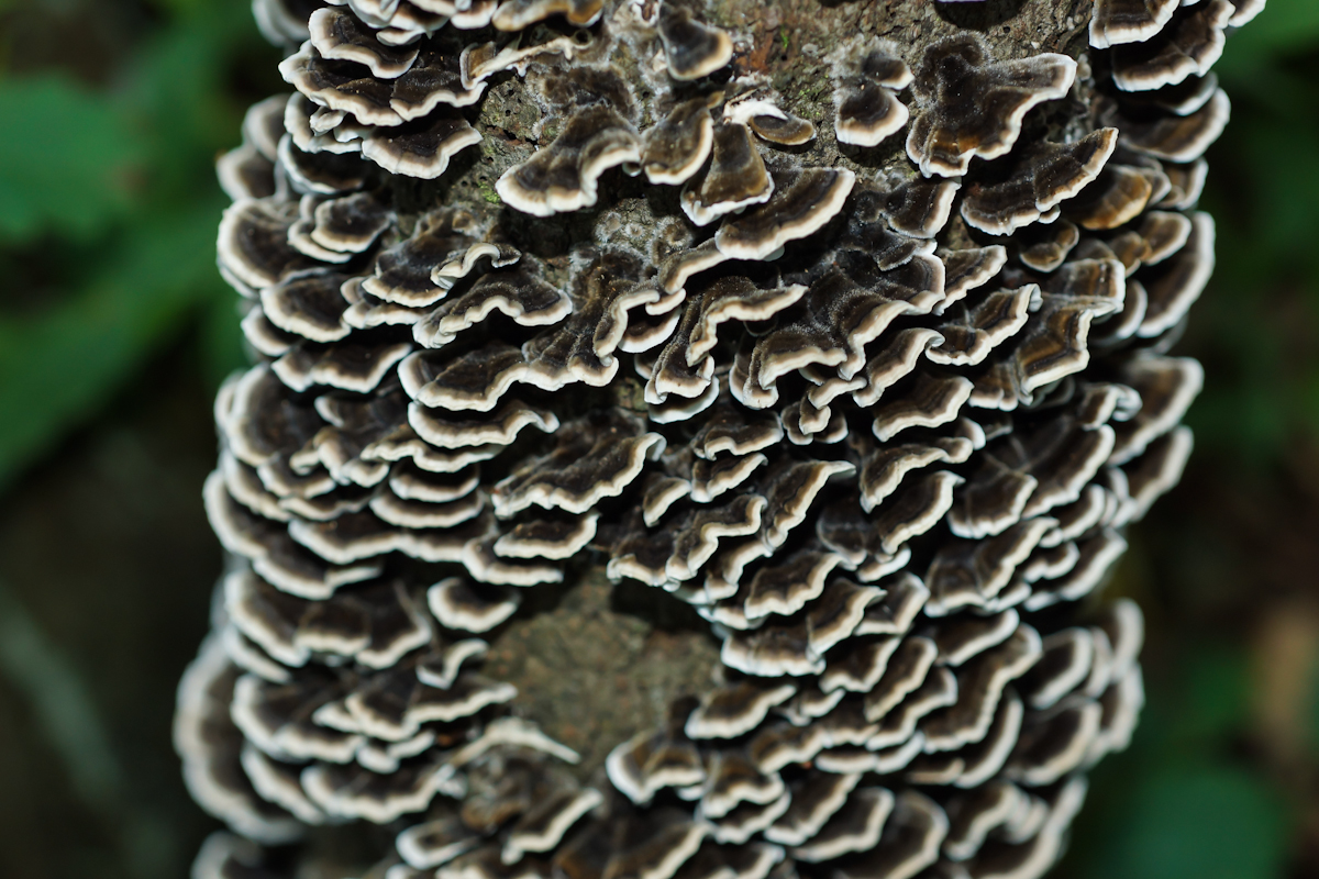 DSC00544.jpg