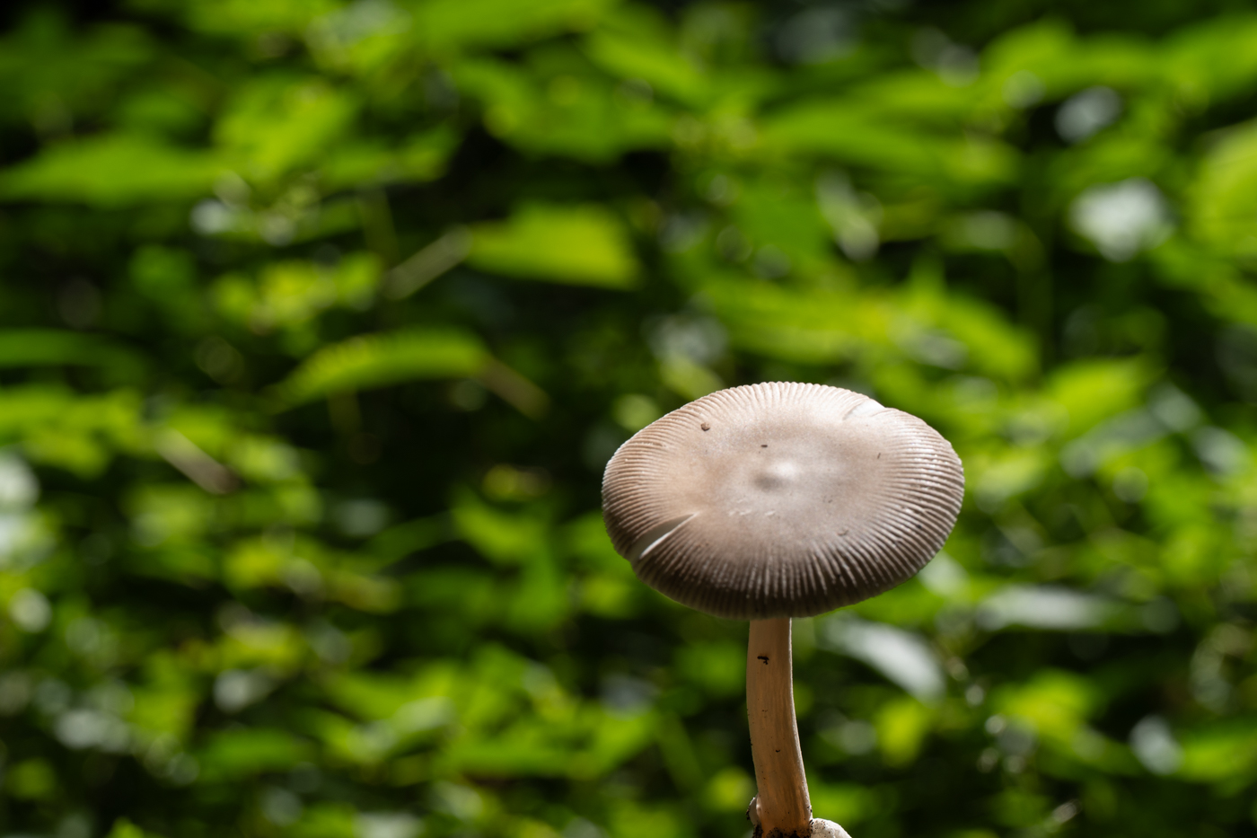 A9300247.jpg