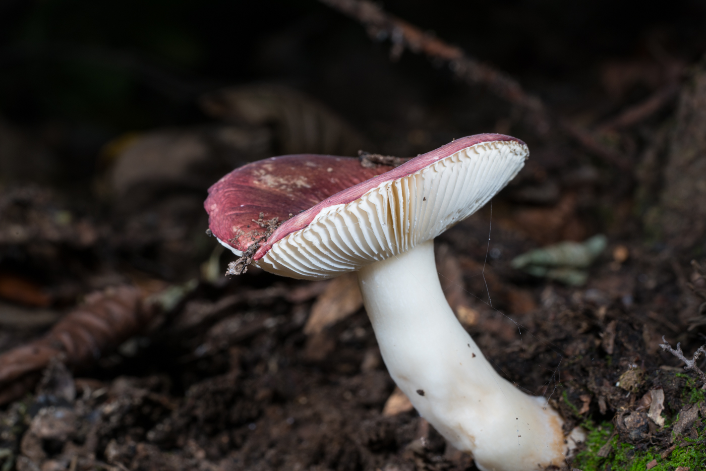 YDY06588.jpg