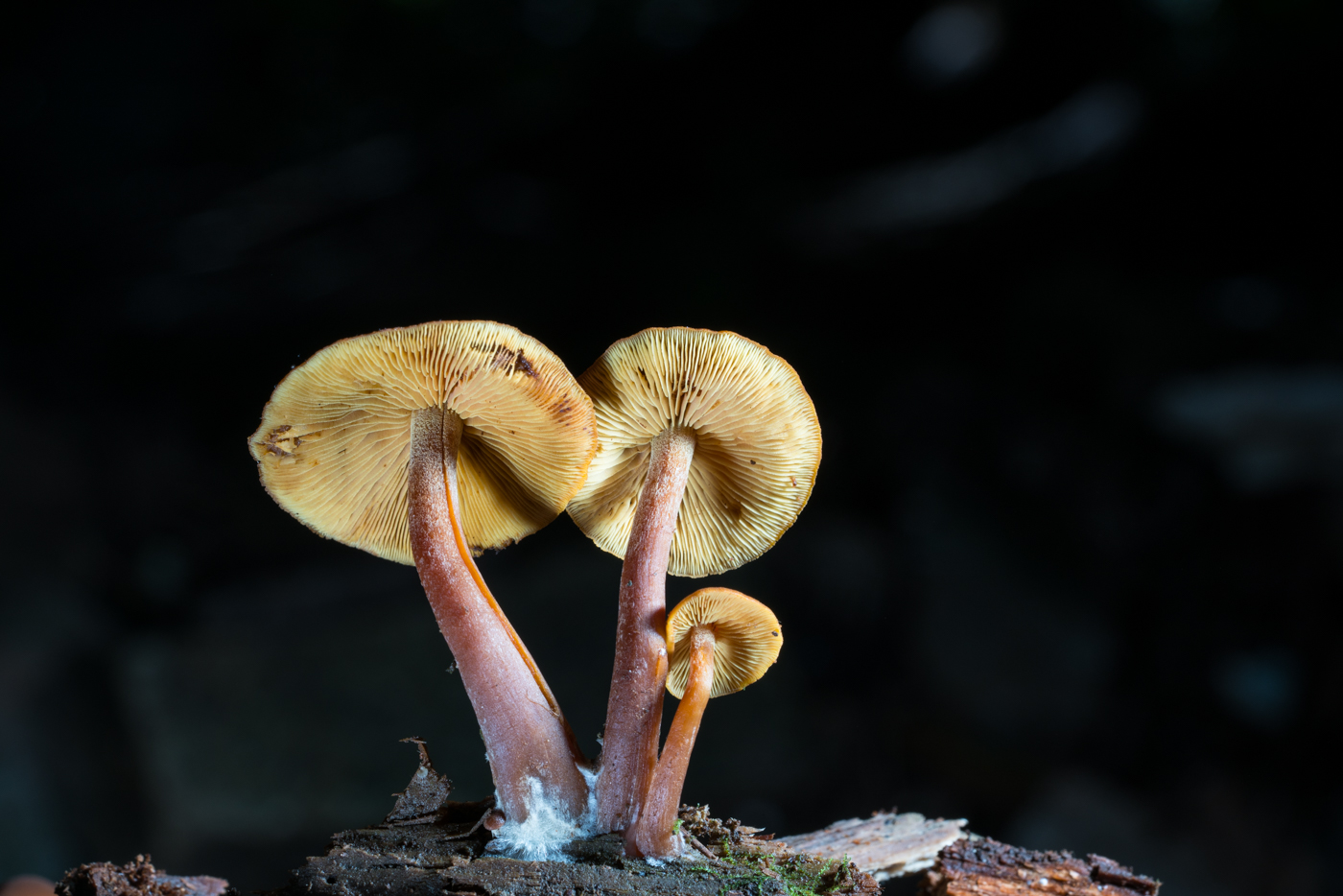 YDY05481.jpg