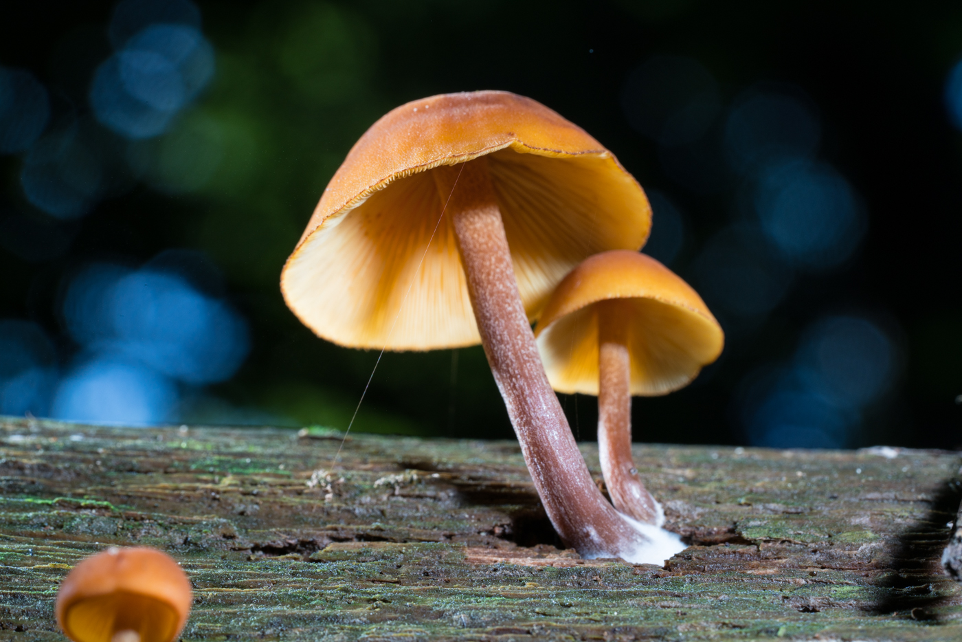 YDY05459.jpg