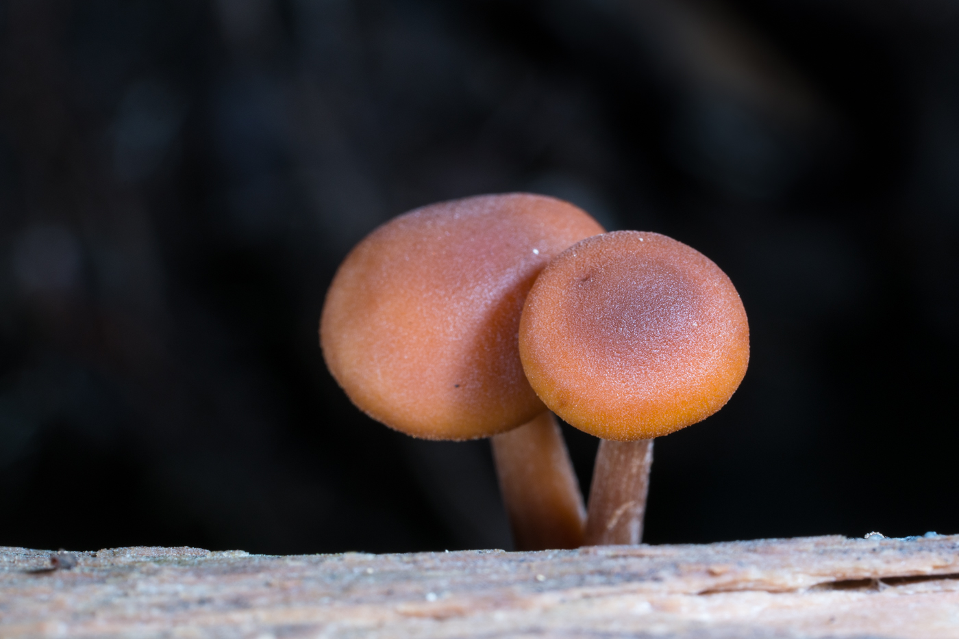 YDY05477.jpg