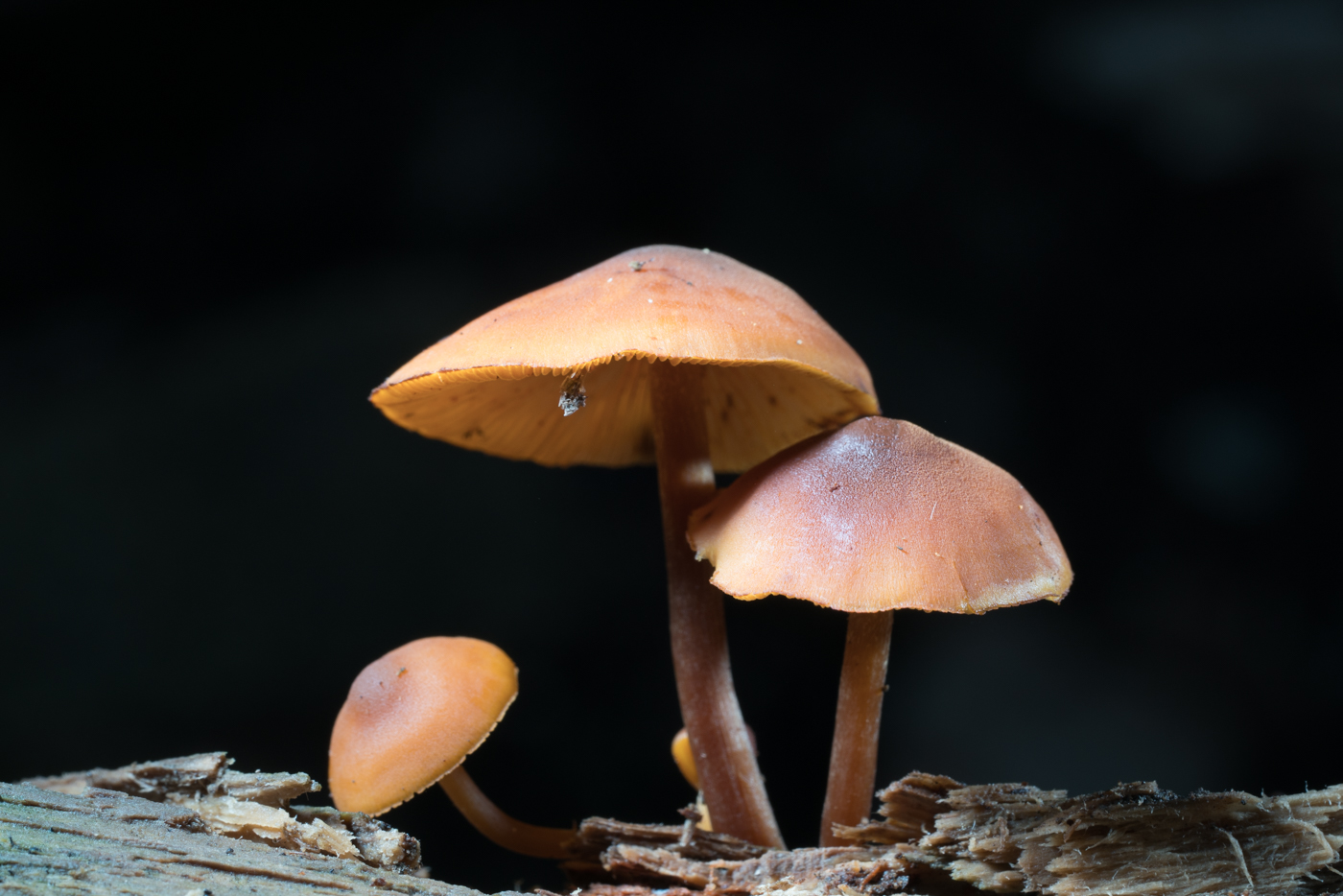 YDY05473.jpg