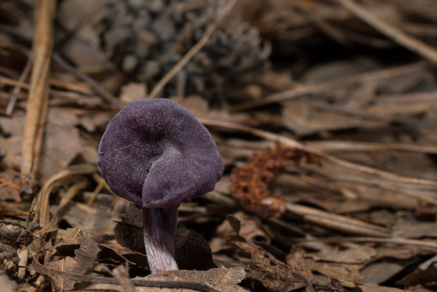 YDY04777.jpg