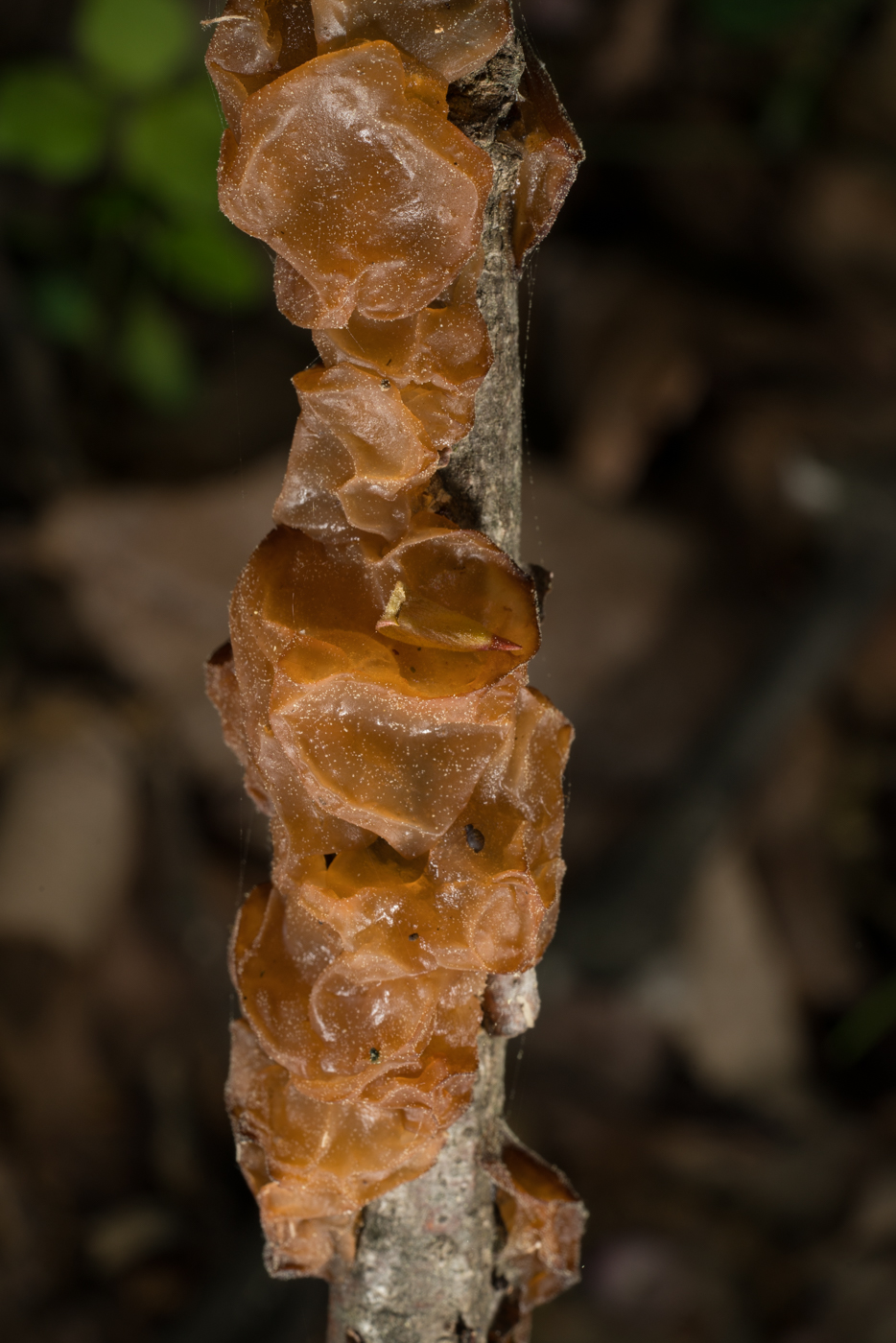 YDY07226.jpg