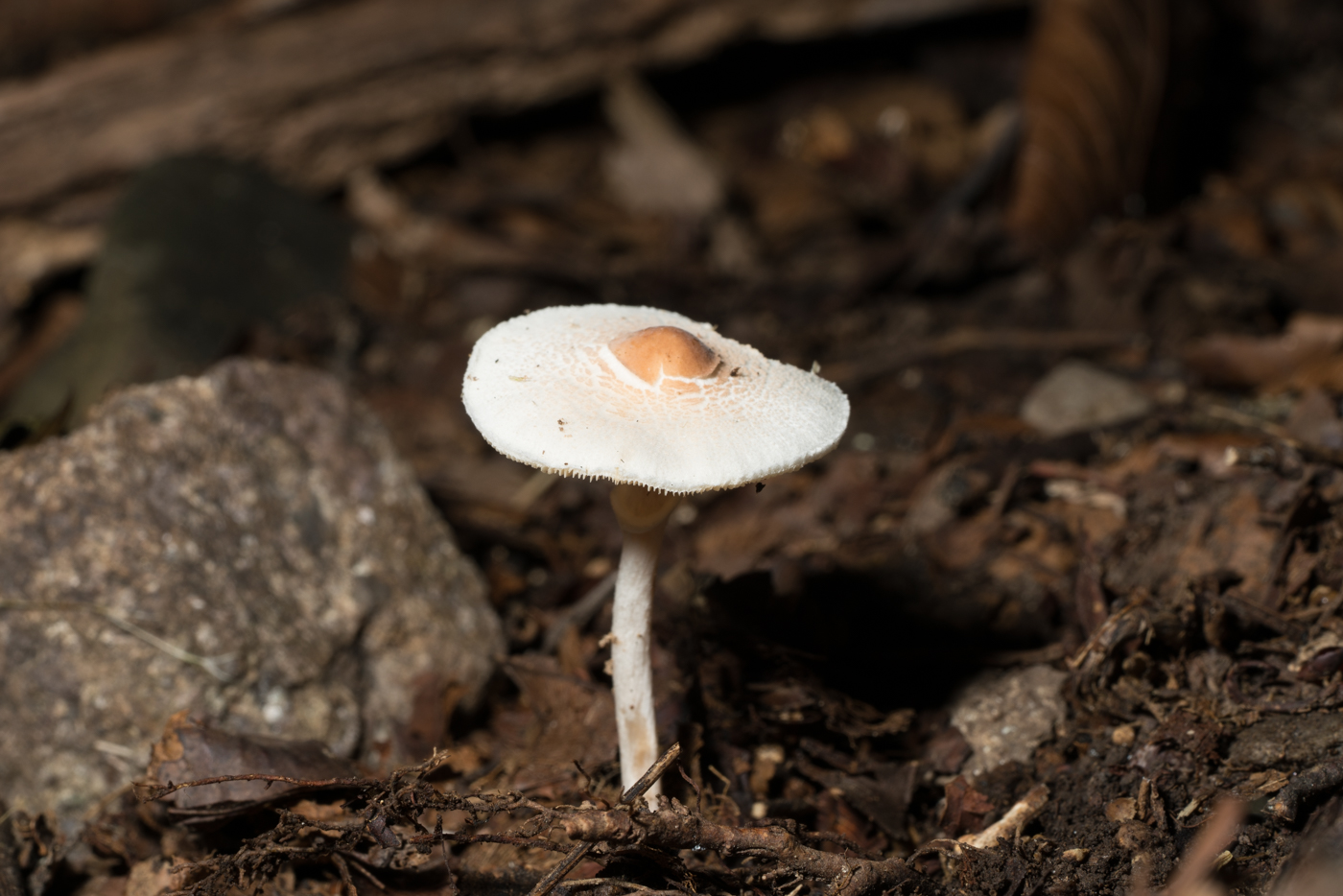 YDY02886.jpg