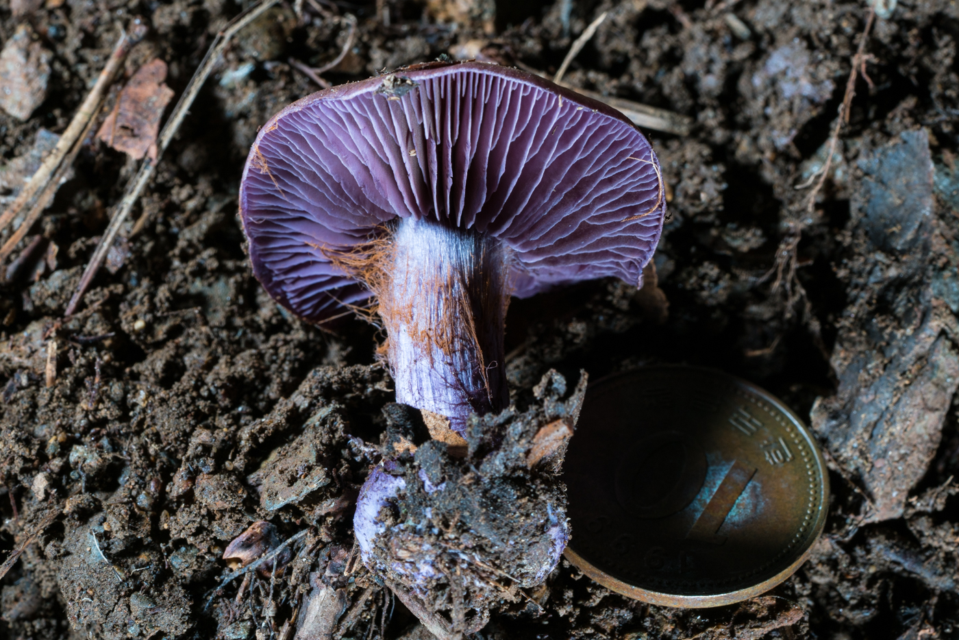 YDY05552.jpg