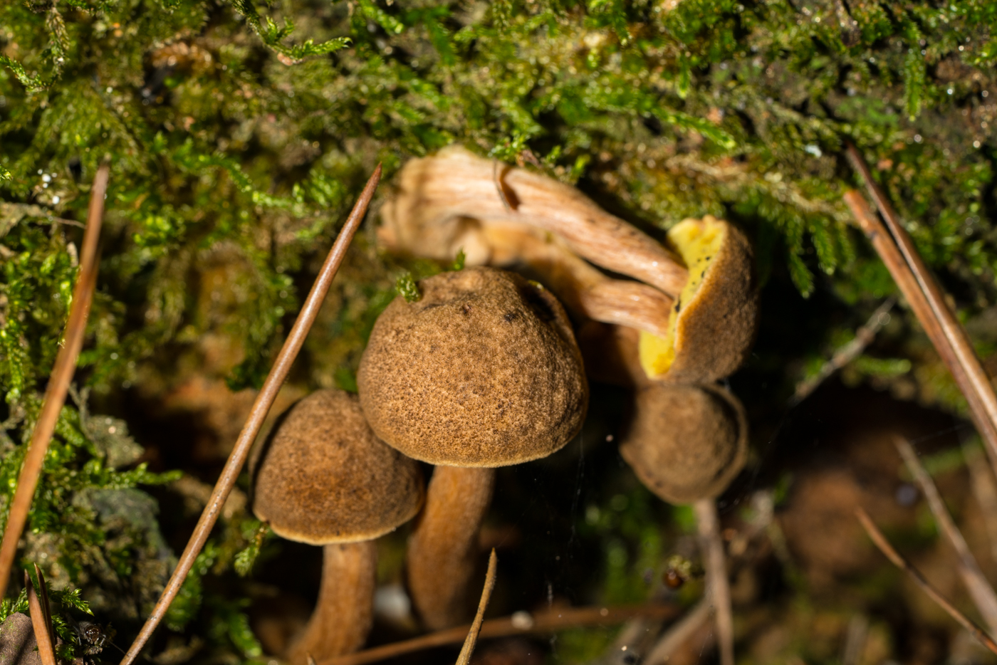 DSC03049.jpg
