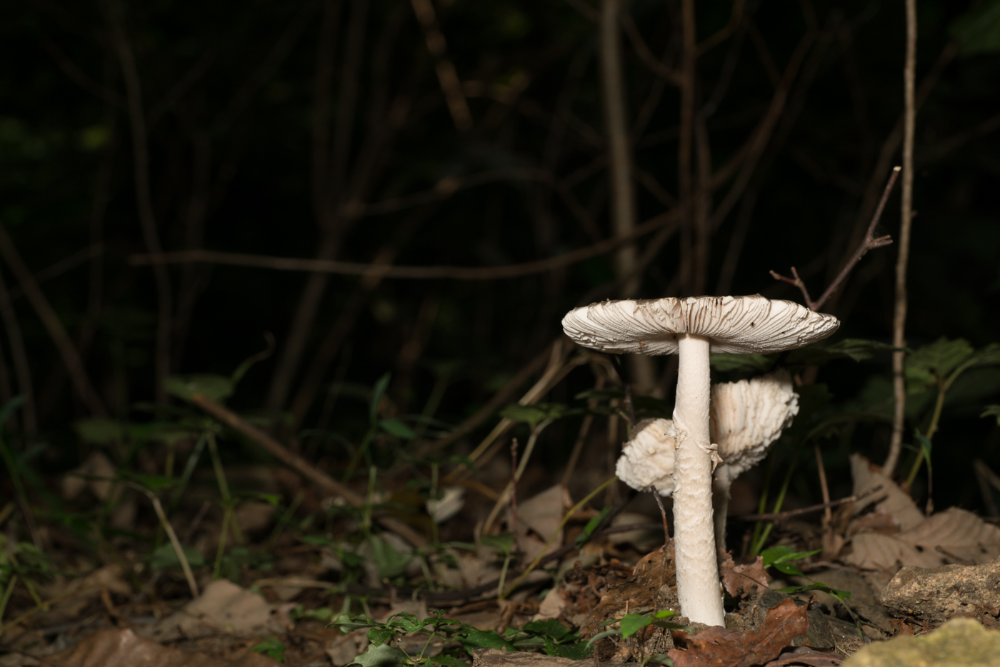 YDY08999.jpg