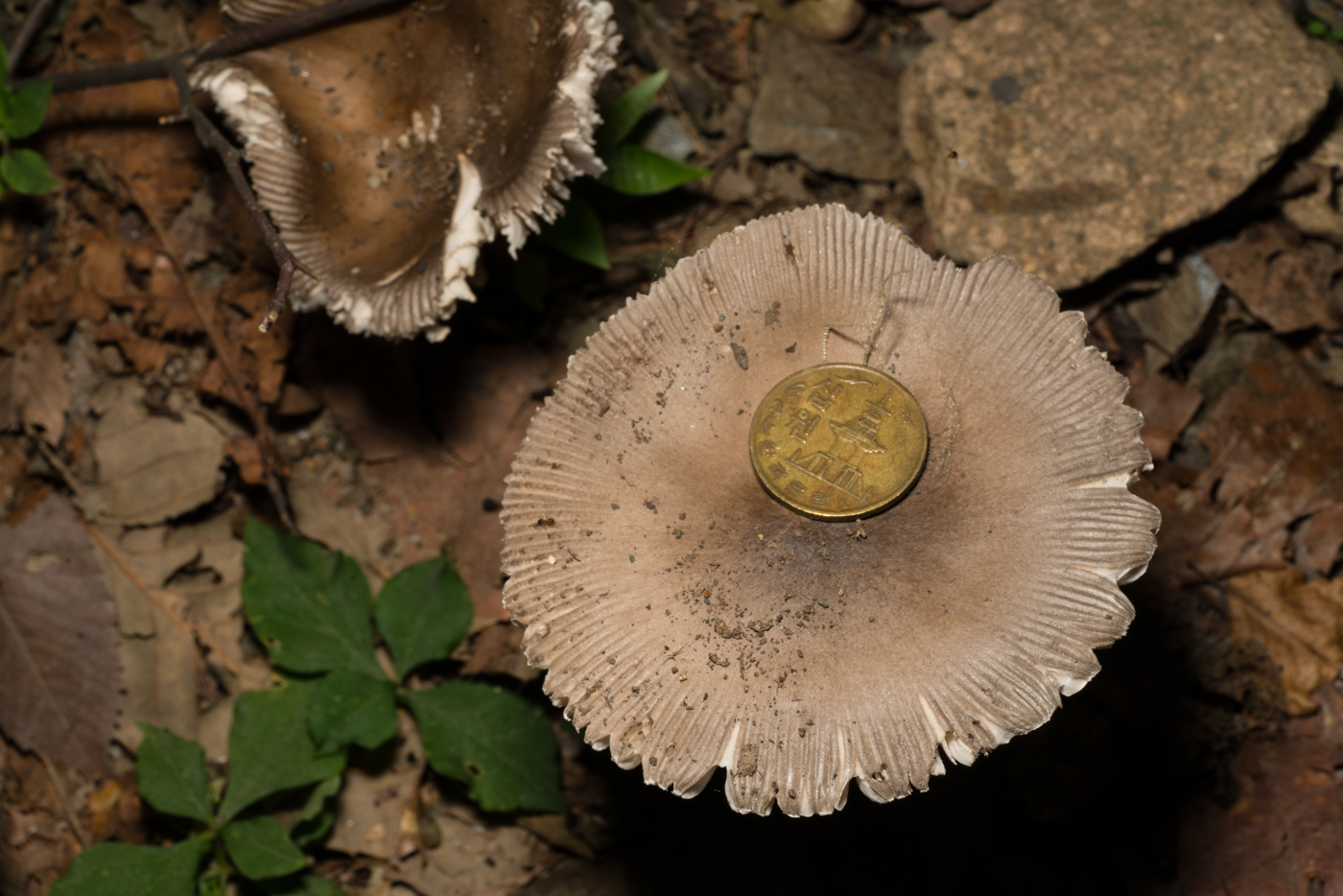 YDY09006.jpg