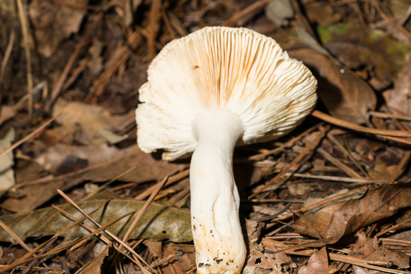 DSC03057.jpg