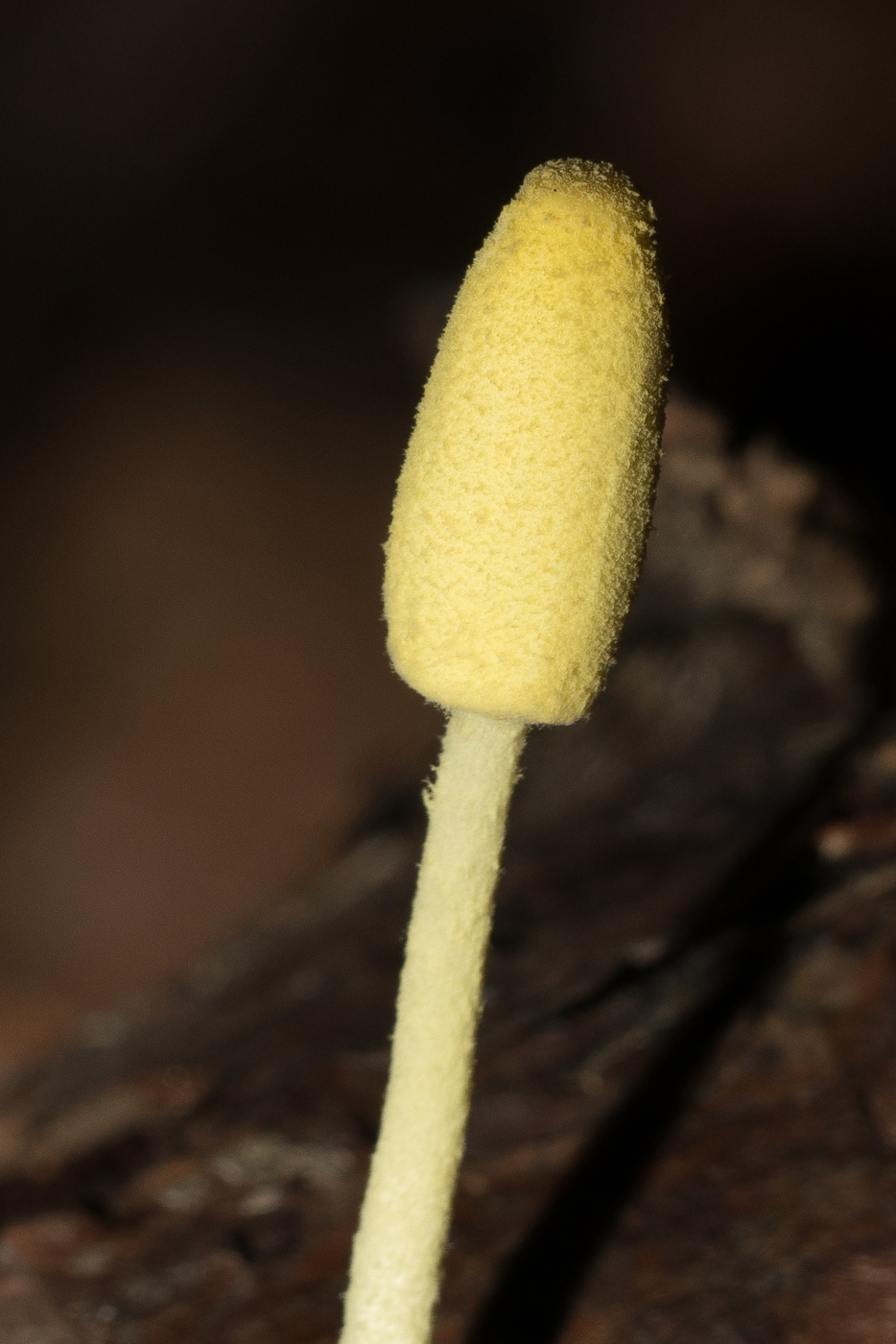 DSC03082-2.jpg