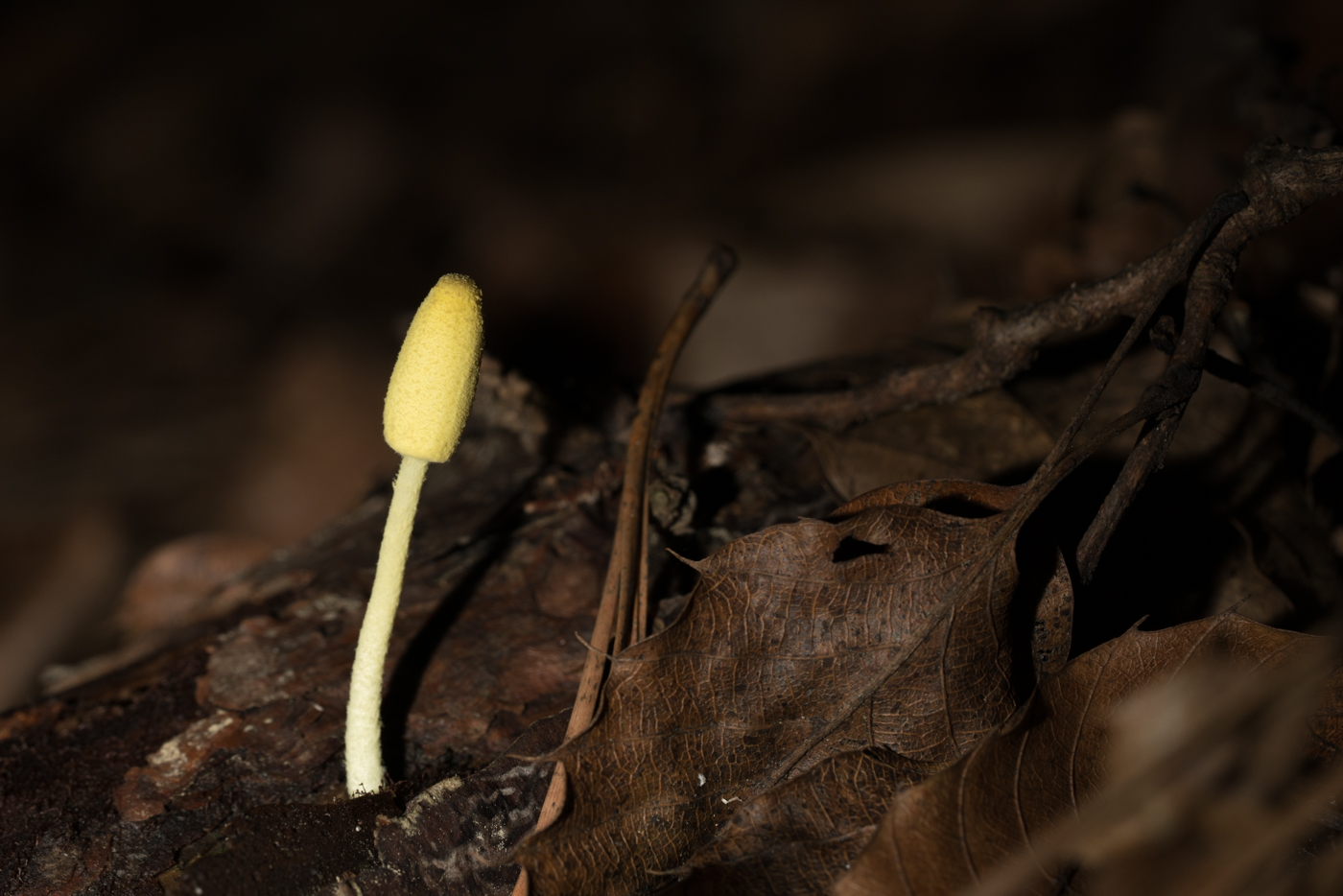 DSC03082.jpg