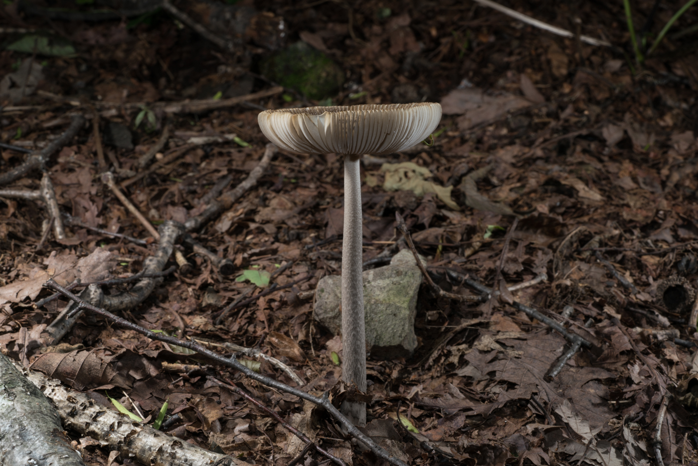 YDY03070.jpg