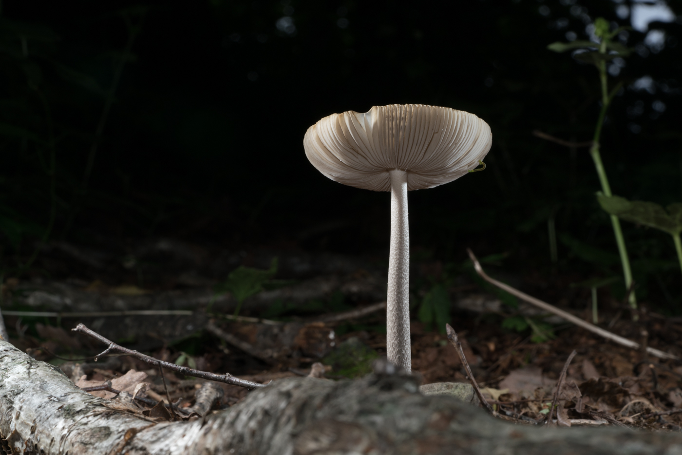 YDY03068.jpg