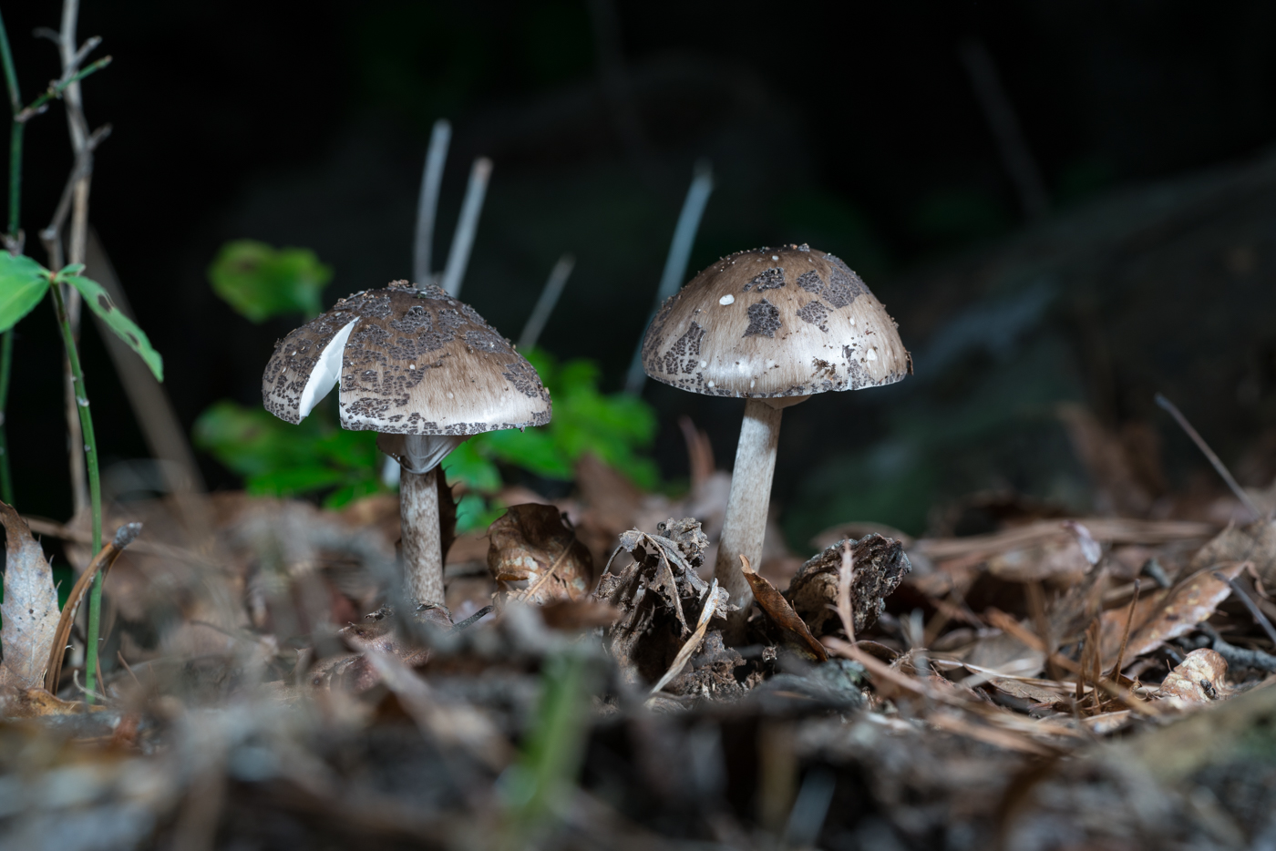 DSC03138.jpg