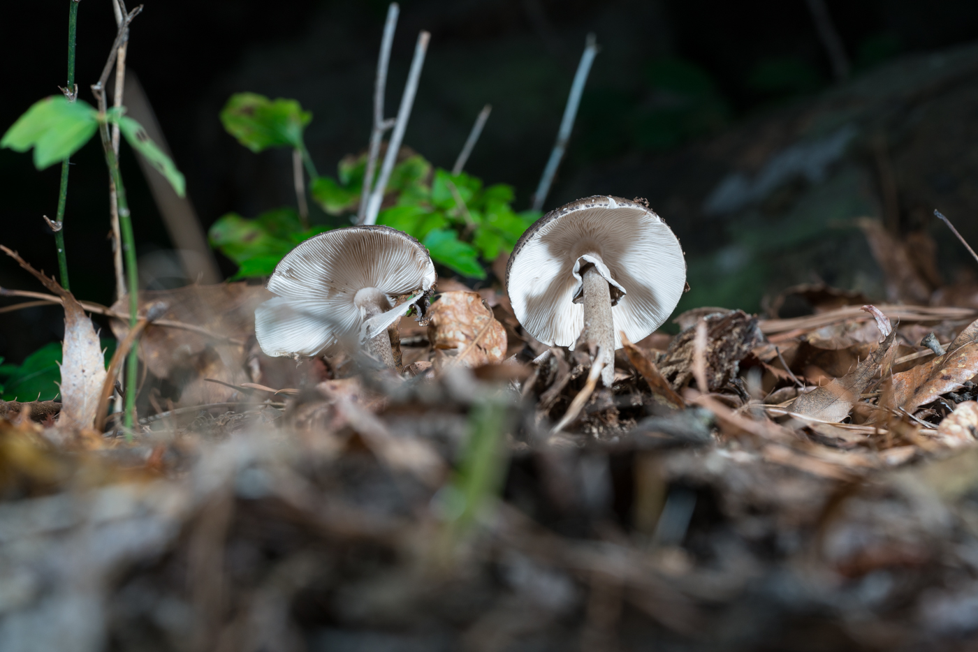 DSC03141.jpg