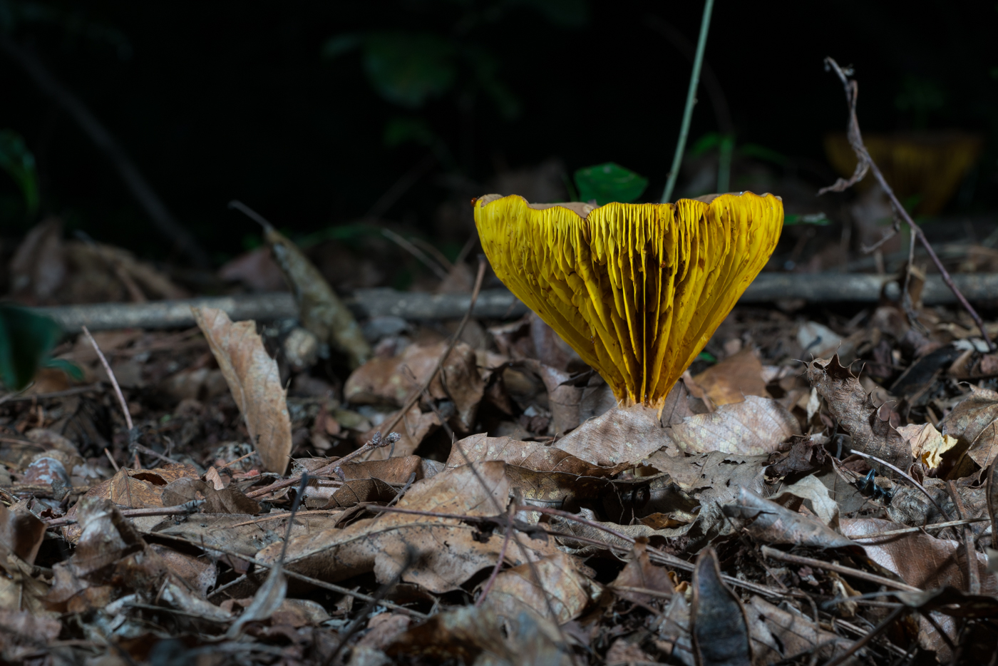 DSC03165.jpg