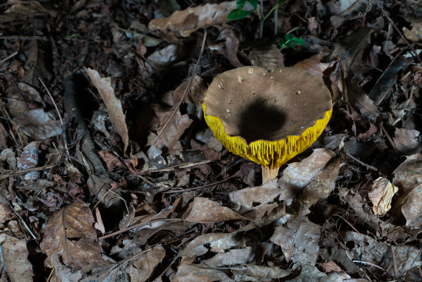 DSC03167.jpg