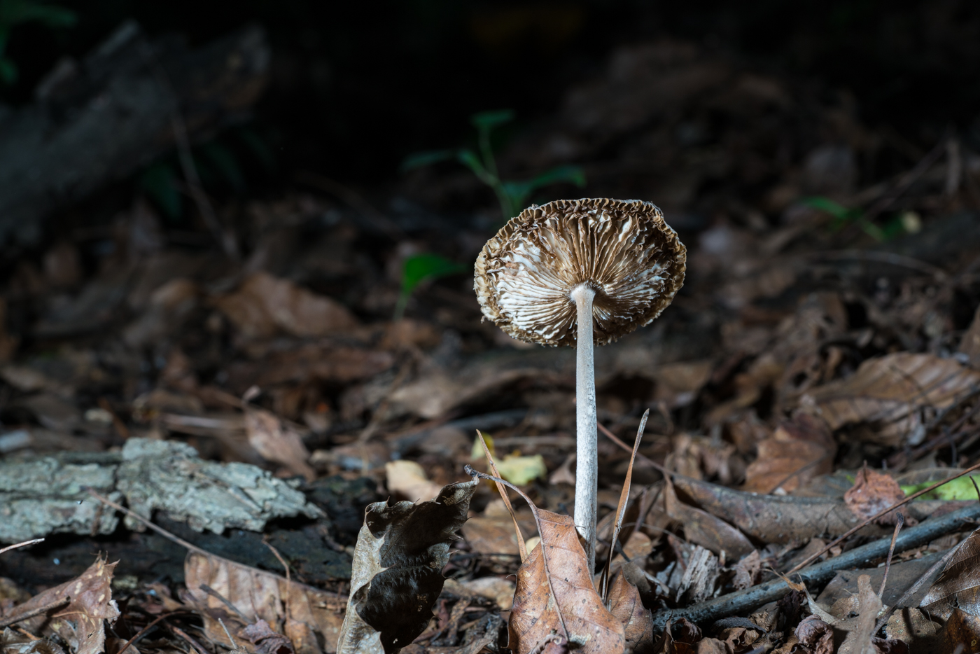 DSC03174.jpg