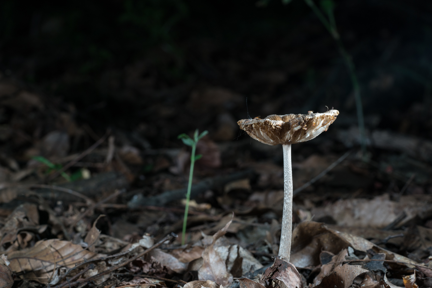 DSC03175.jpg