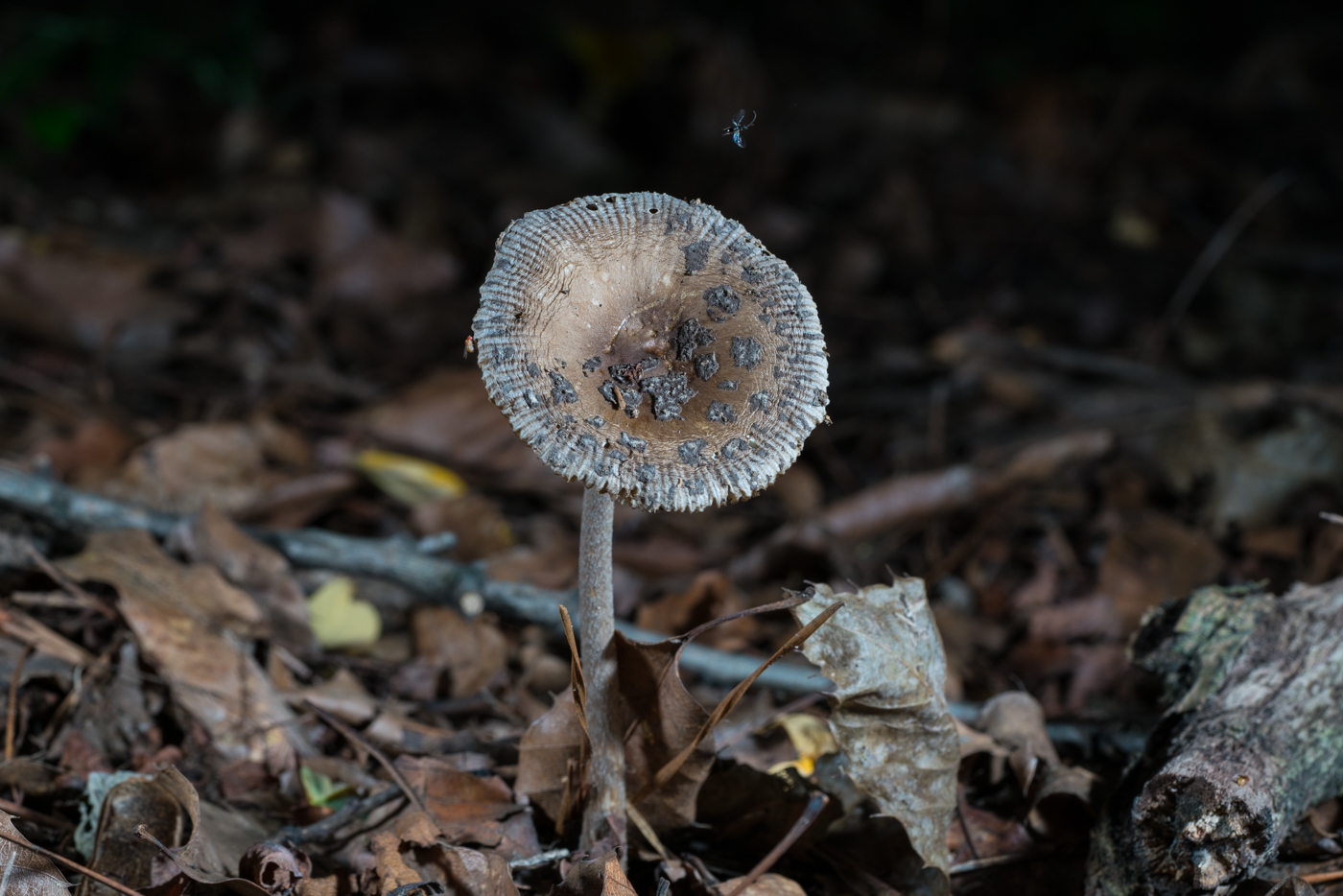 DSC03171.jpg