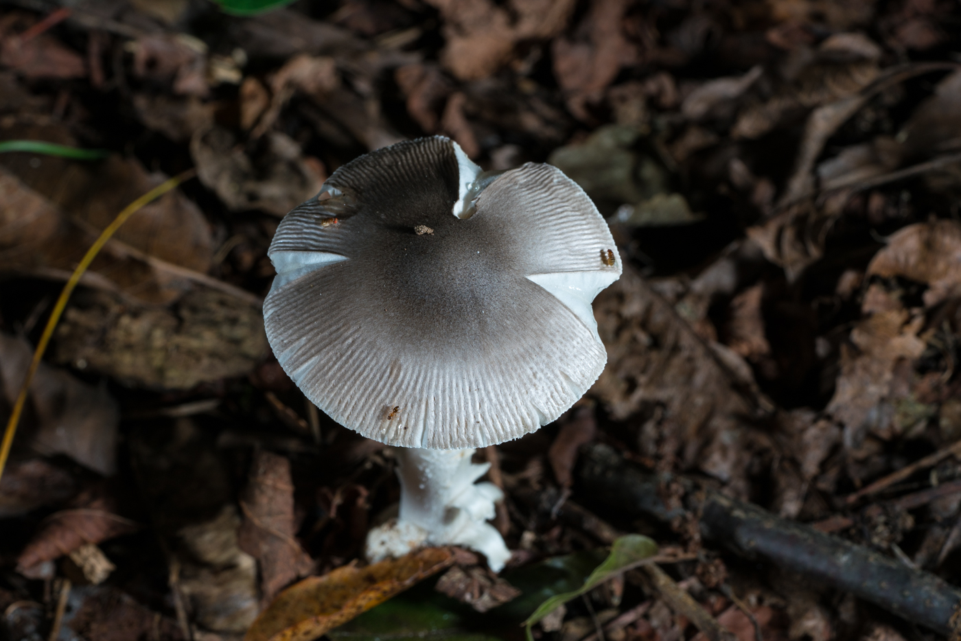 DSC03184.jpg