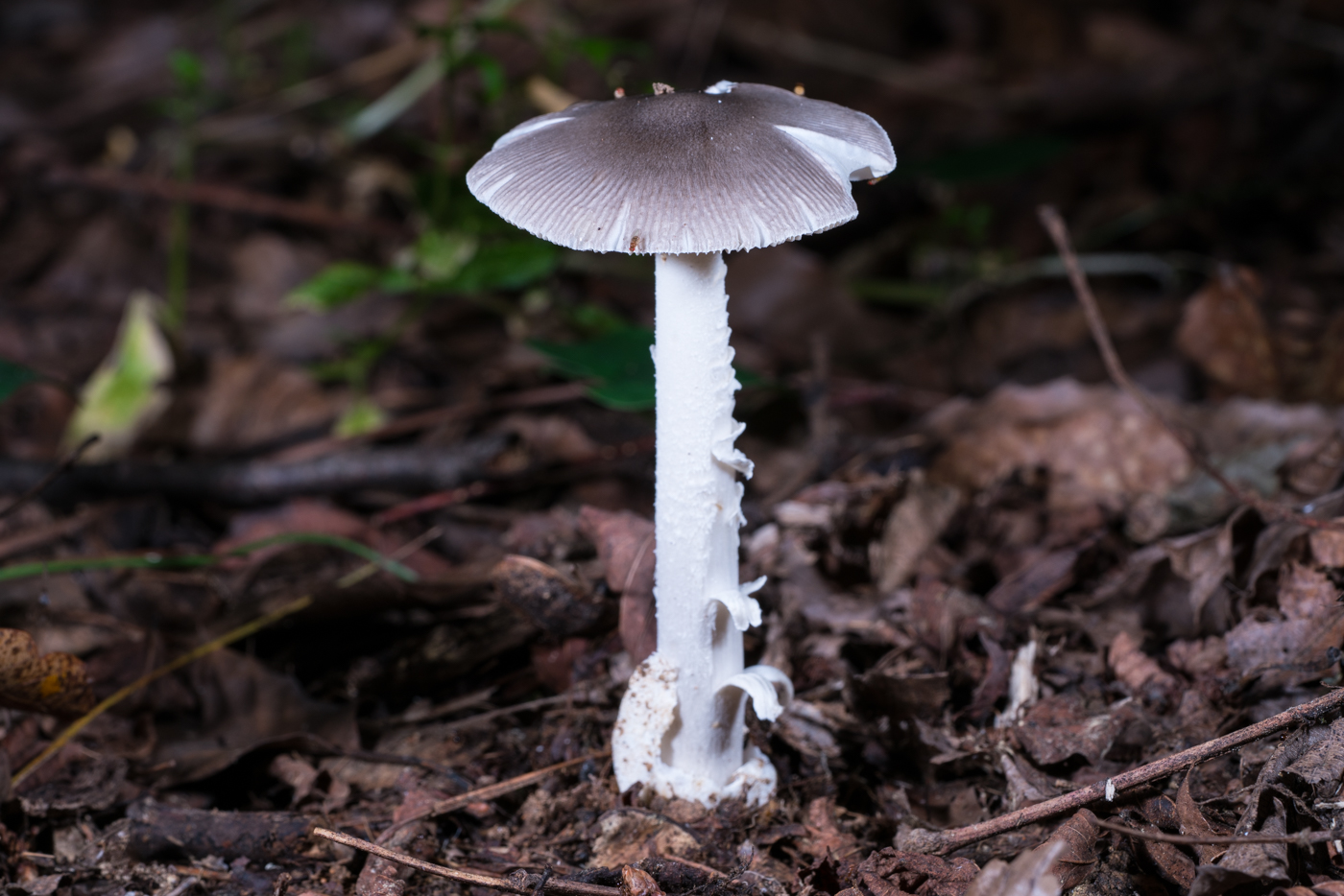 DSC03194.jpg