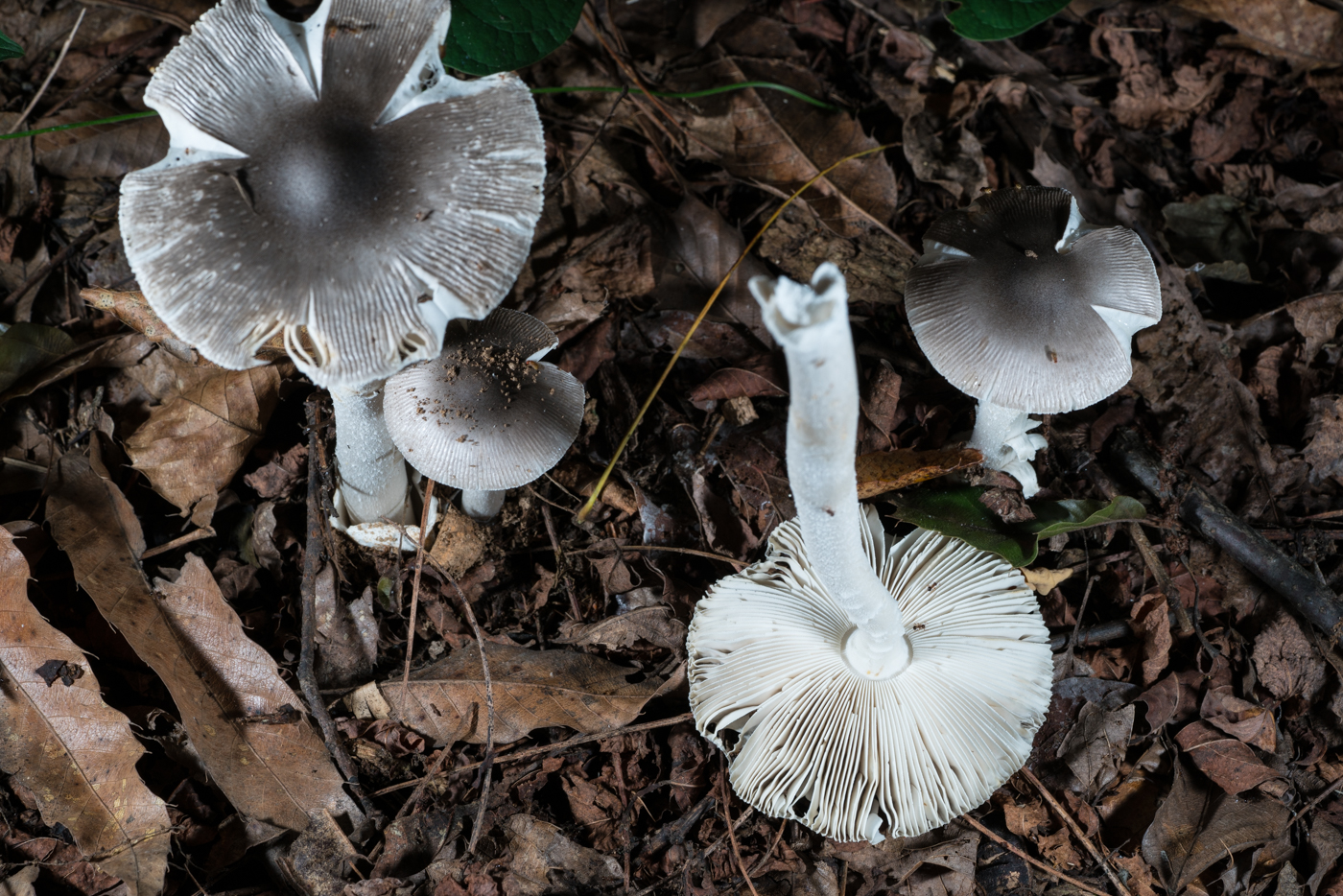 DSC03190.jpg