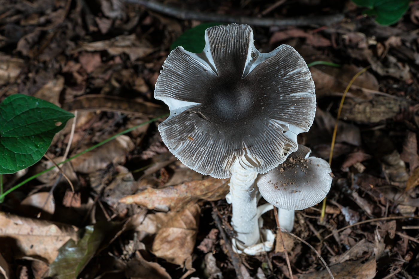 DSC03182.jpg