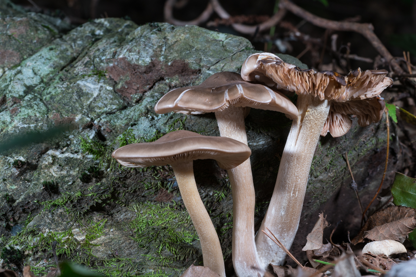 YDY05665.jpg