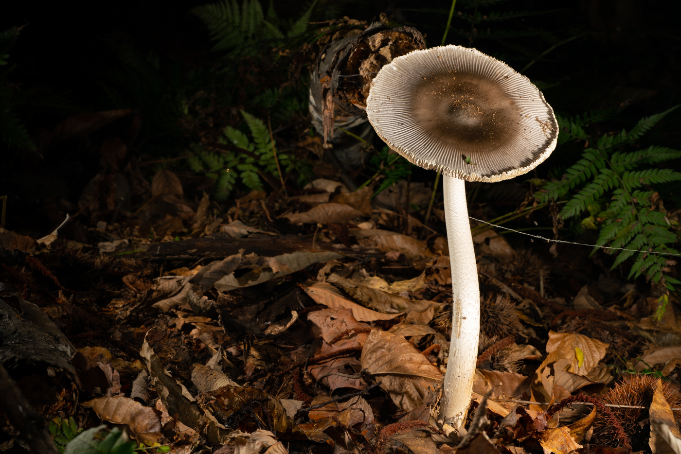 YDY00761.jpg