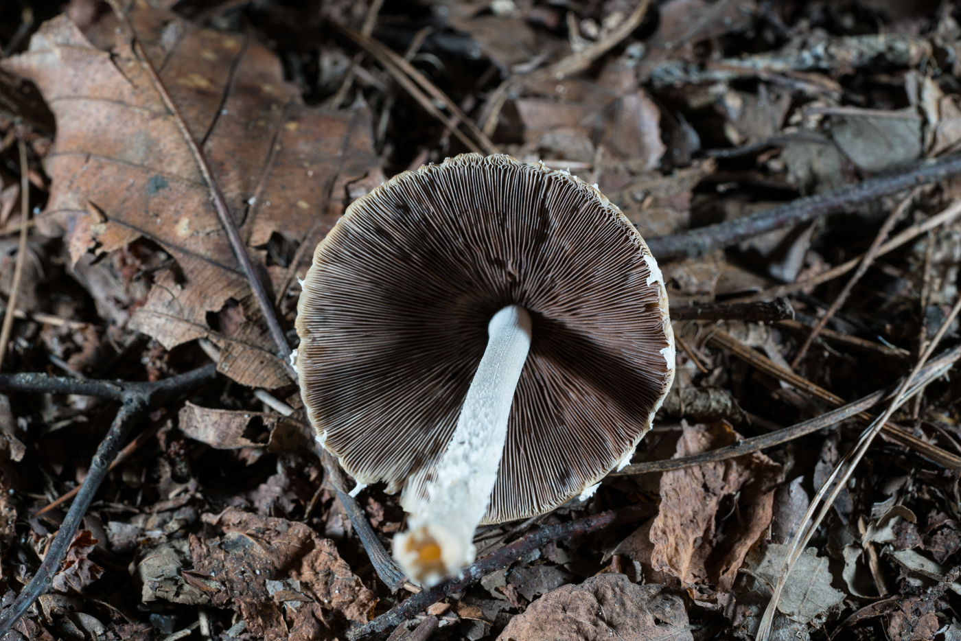 DSC03215.jpg