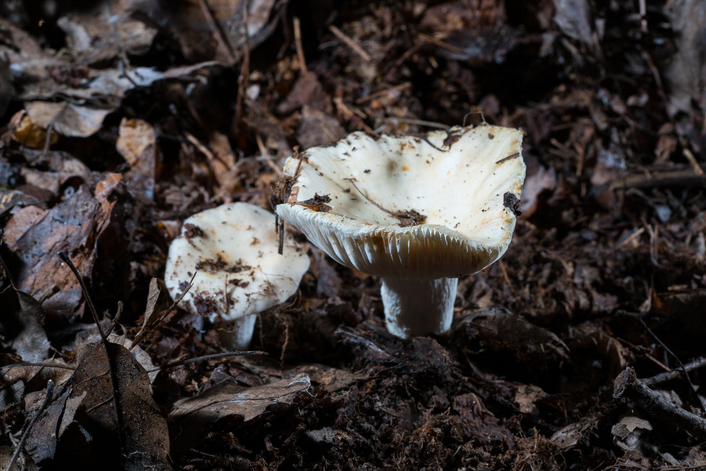 DSC03233.jpg