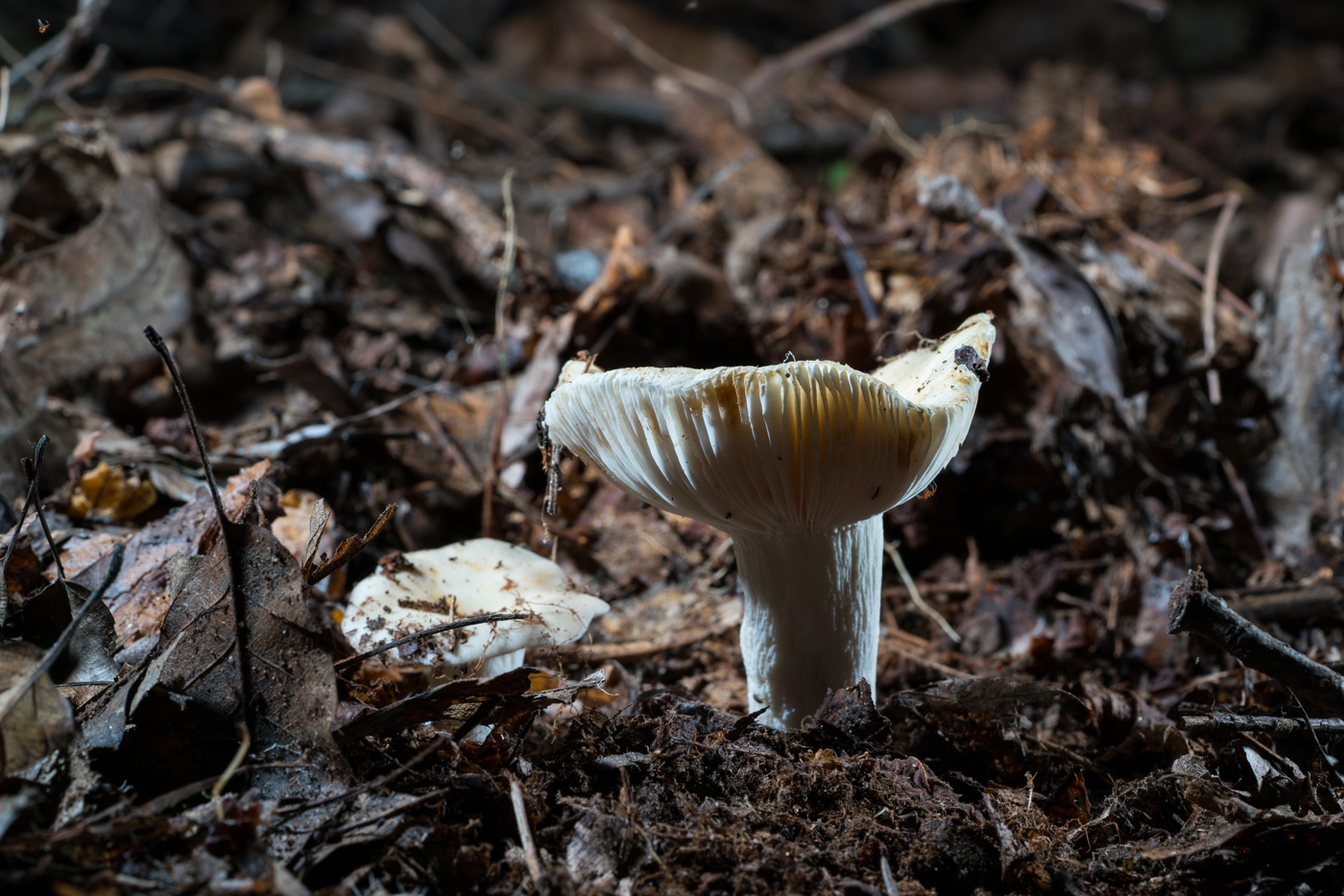 DSC03231.jpg