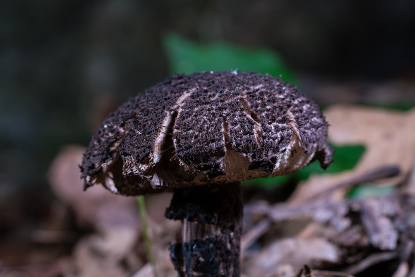 YDY05798.jpg