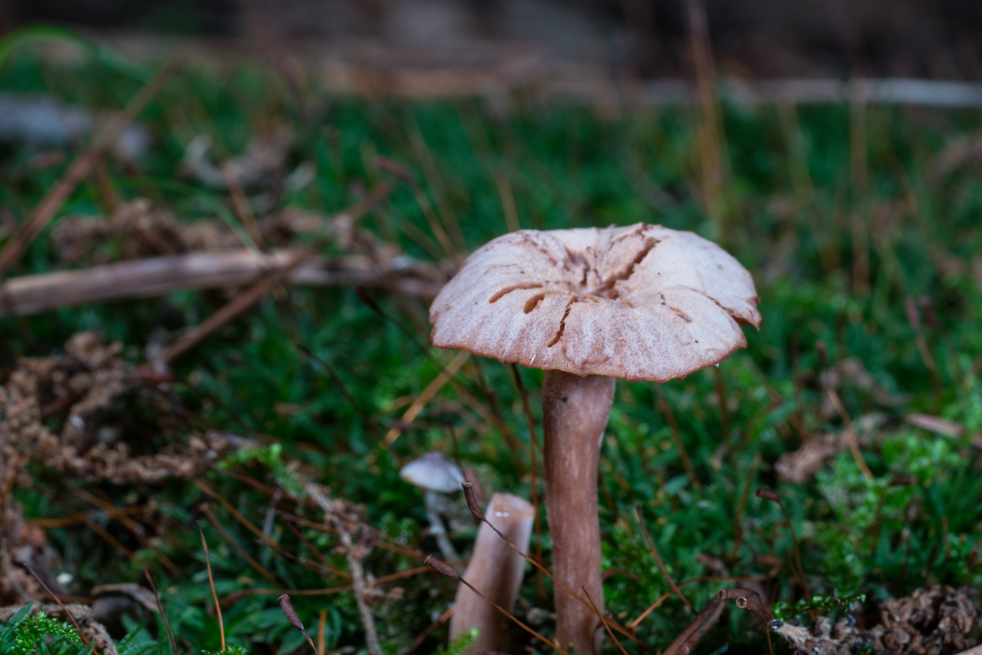 DSC03286.jpg