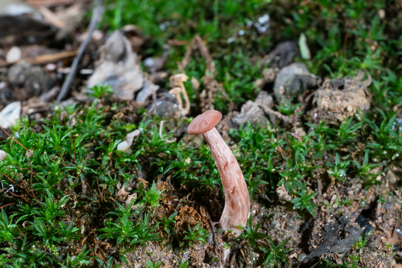 DSC03294.jpg