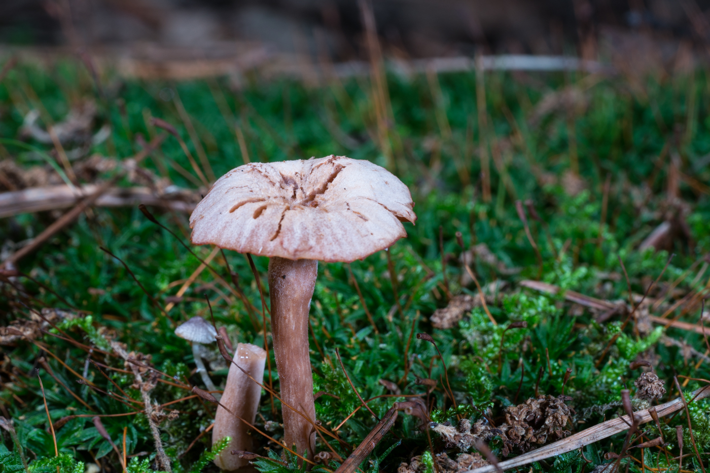 DSC03285.jpg