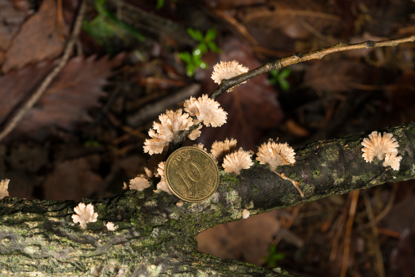 YDY07469.jpg