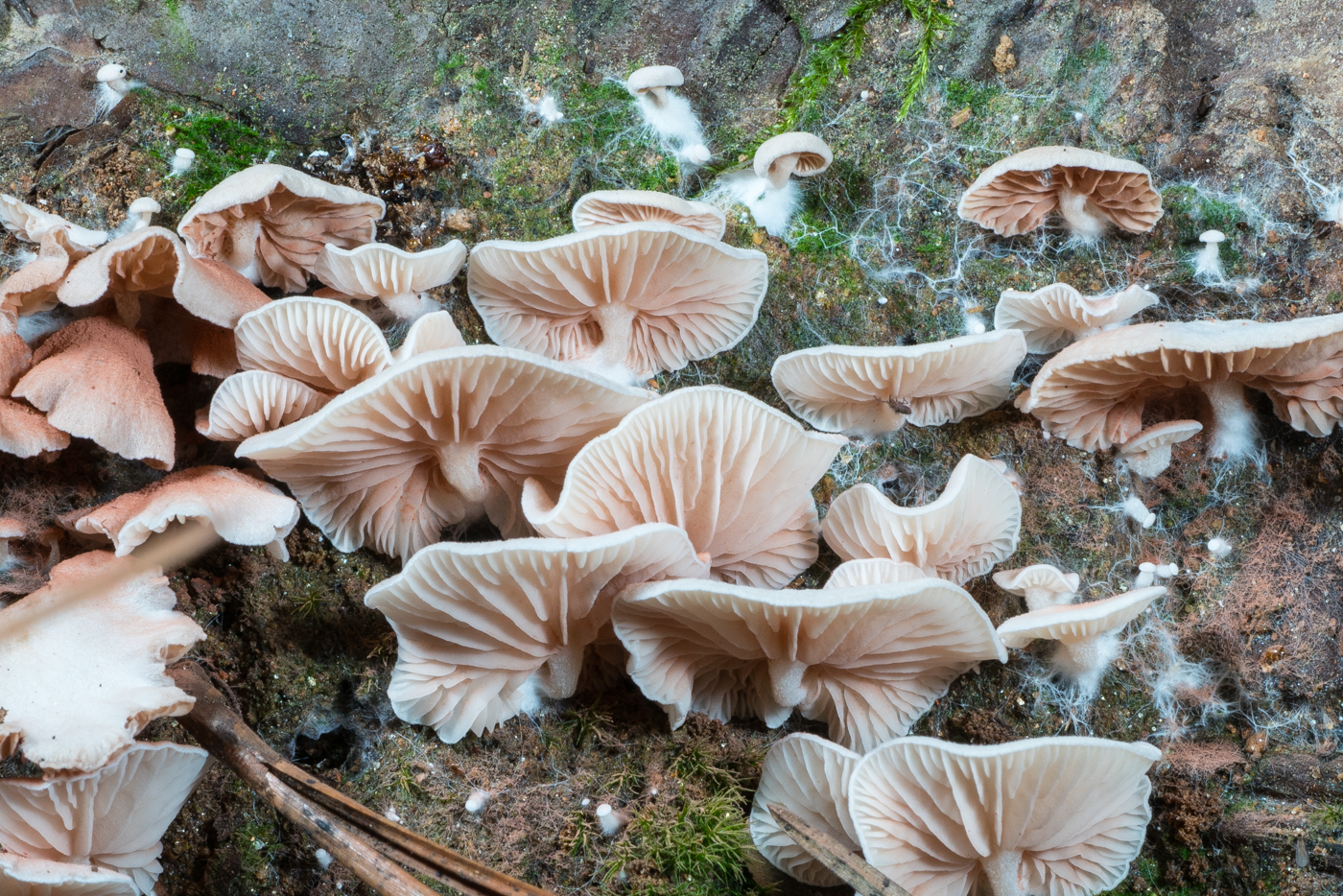 DSC03314.jpg