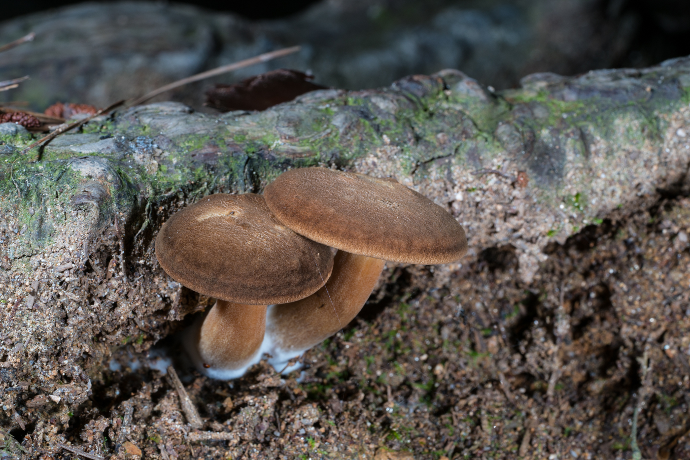 DSC03328.jpg
