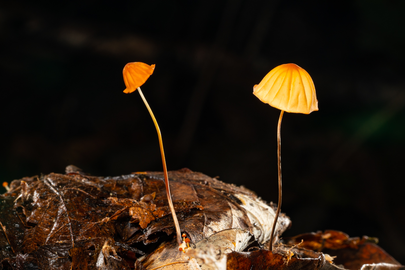 YDY00630.jpg